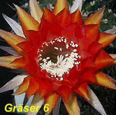 EP-H. Graeser 6.4.3.jpg 
